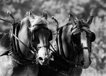 Empreinte rurale, ambiances, regards...