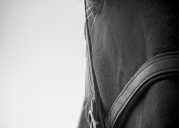 Empreinte rurale, ambiances, regards...