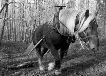 Empreinte rurale, ambiances, regards...