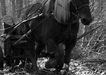 Empreinte rurale, ambiances, regards...