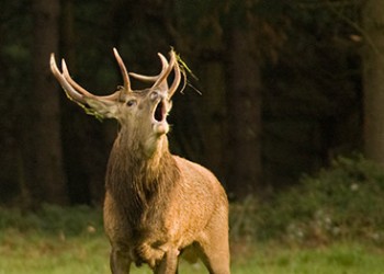 Nature Sauvage, Moulins sur Allier 2008