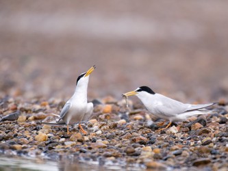 Tout en plumes, tout en poils, Office de tourisme de Bourbon l'Archambault
