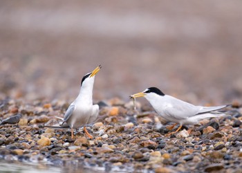 Tout en plumes, tout en poils, Office de tourisme de Bourbon l'Archambault