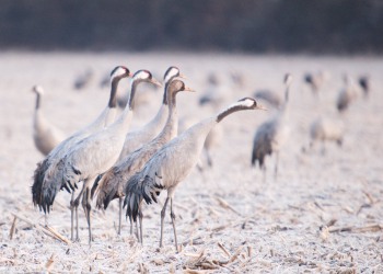 Grues du val d'Allier 2007