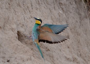 Guêpiers d'Europe 2008