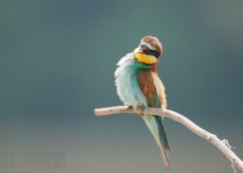 Guêpiers d 'Europe 2010