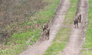 Retour d'affûts, une bande de jeunes chevreuils sortent sur l'allée