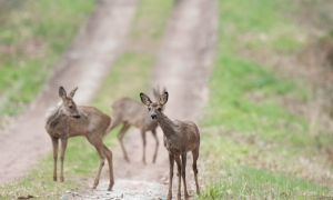 Encore plus proche et la chevrette m'évente avant de fuir avec tous le monde