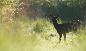 Petit coup d'œil dans le chemin