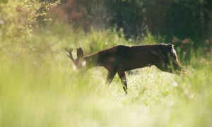 15 minutes environ et Monsieur décide de se lever