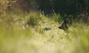 Beau soleil, je pars à l'affût, impossible, un brocard est couché dans le chemin