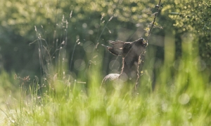 La ronce naissante,tendre et surcrée