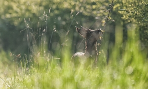 Un vrai bonbon à déguster