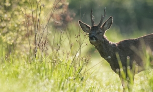 Difficile contre-jour pour le photographe