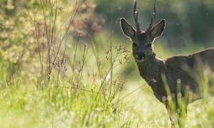 Belle rencontres, quelques doutes malgré la housse anti bruit, mais tranquille tout de même