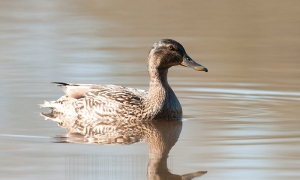 Canne Colvert, Tronçais