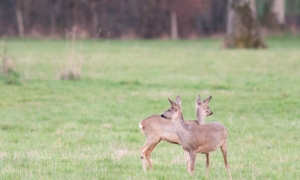 Surveillance d'un duo