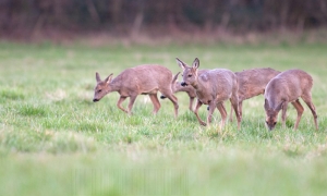 Petite famille devant l'affût