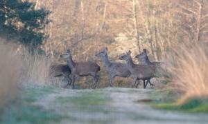 La harde en allant à l'affût, en retard !