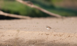 Le peti gravelot, Ambiance Val d'Allier