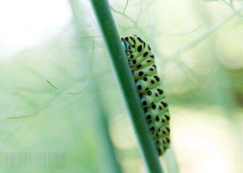chenille