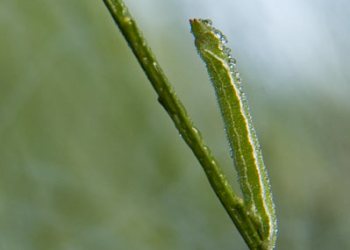 chenille1