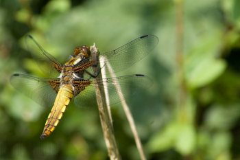 libellule2