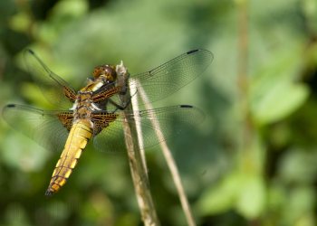 libellule2