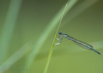 libellule3