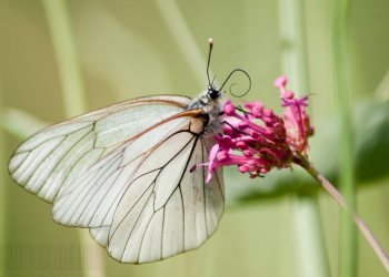 papillon
