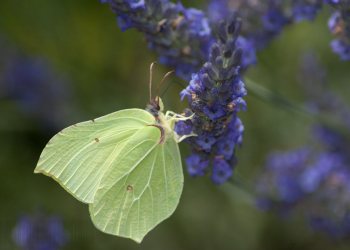 papillon2