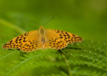 papillon3