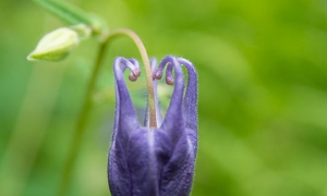 Troncais-Nature - Balade au jardin, 2015