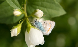 Troncais-Nature - Balade au jardin, 2015