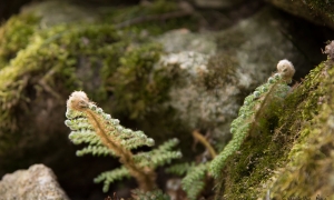 Troncais-Nature - Balade au jardin, 2015