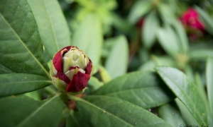 Troncais-Nature - Balade au jardin, 2015