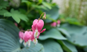 Troncais-Nature - Balade au jardin, 2015