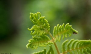 Troncais-Nature - Balade au jardin, 2015