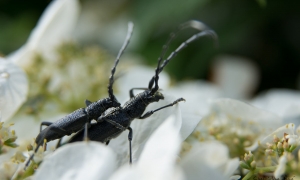Troncais-Nature - Balade au jardin, 2015