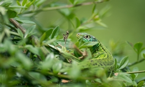 Troncais-Nature - Balade au jardin, 2015 Troncais-Nature - Balade au jardin, 2015