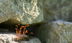 Troncais-Nature - Balade au jardin, 2015