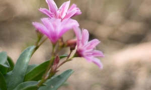 Troncais-Nature - Balade au jardin, 2015