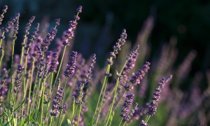 Troncais-Nature - Balade au jardin, 2015