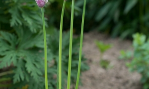 Troncais-Nature - Balade au jardin, 2015