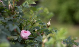 Troncais-Nature - Balade au jardin, 2015