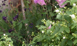 Troncais-Nature - Balade au jardin, 2015