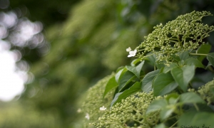 Troncais-Nature - Balade au jardin, 2015
