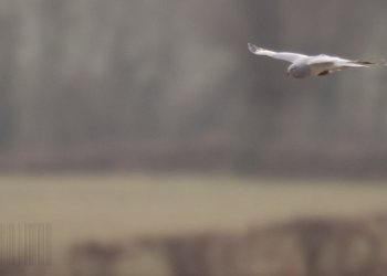 Le busard St Martin 2009