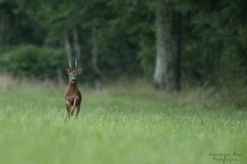 Troncais-Nature-Rut1