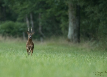 Troncais-Nature-Rut1
